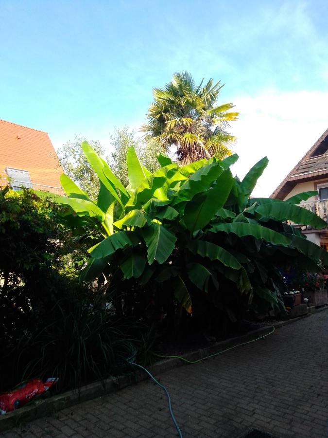 Gaestehaus Brunhilde Wittenweier Esterno foto